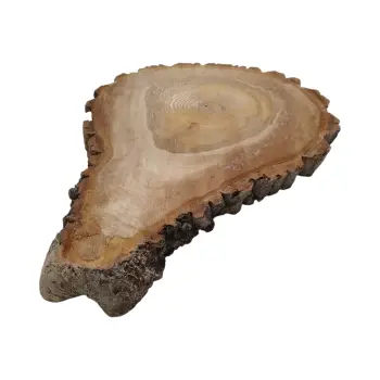 Plaster Orzecha Włoskiego 50x40x4cm