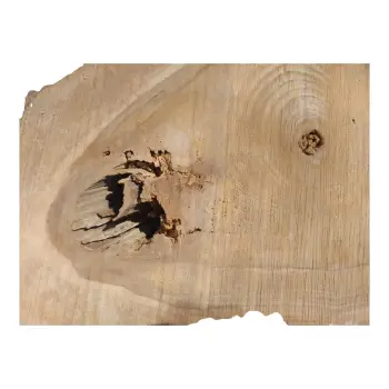 Plaster Orzecha Włoskiego 43x39x5cm