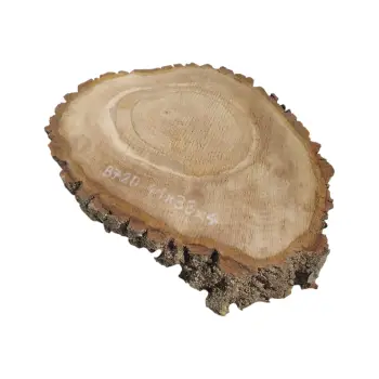 Plaster Orzecha Włoskiego 41x33x4cm
