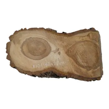 Plaster Orzecha Włoskiego 48x26x4cm