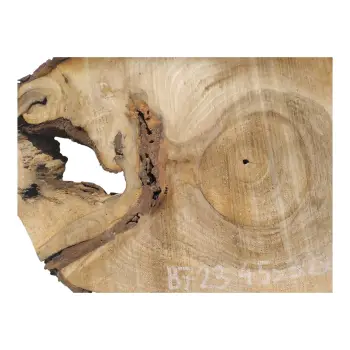 Plaster Orzecha Włoskiego 45x32x4cm