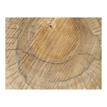 Plaster Orzecha Włoskiego 32x33x4cm