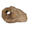 Plaster Orzecha Włoskiego 50x33x5cm
