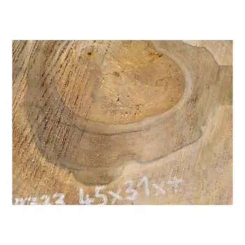 Plaster Orzecha Włoskiego 45x31x4cm