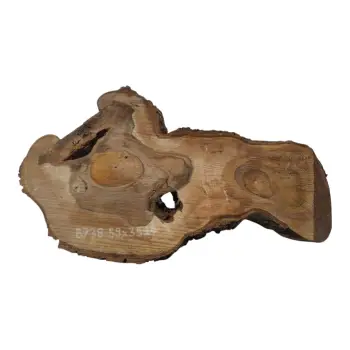 Plaster Orzecha Włoskiego 59x35x4cm