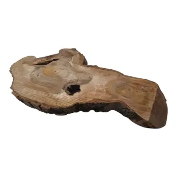 Plaster Orzecha Włoskiego 59x35x4cm