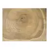 Plaster Orzecha Włoskiego 40x39x4cm