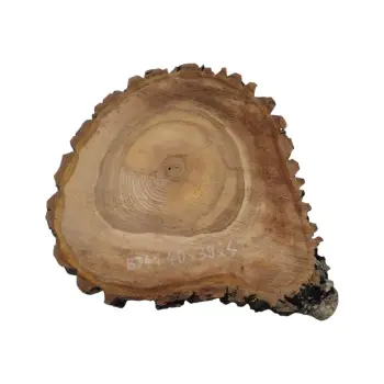 Plaster Orzecha Włoskiego 40x39x4cm