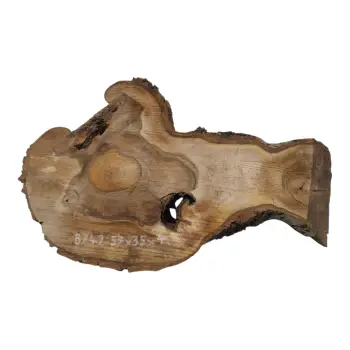 Plaster Orzecha Włoskiego 57x35x4cm