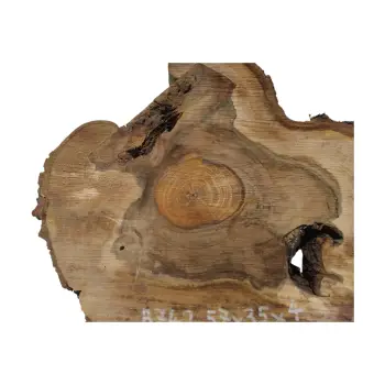 Plaster Orzecha Włoskiego 57x35x4cm