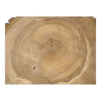 Plaster Orzecha Włoskiego 40x38x4cm