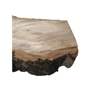 Plaster Orzecha Włoskiego 65x32x4cm