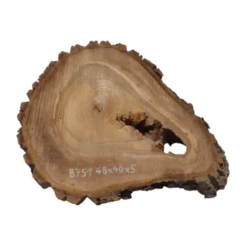Plaster Orzecha Włoskiego 48x40x5cm