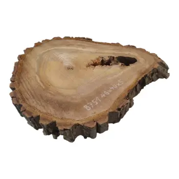 Plaster Orzecha Włoskiego 48x40x5cm