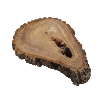 Plaster Orzecha Włoskiego 48x40x5cm