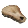 Plaster Orzecha Włoskiego 55x39x7cm