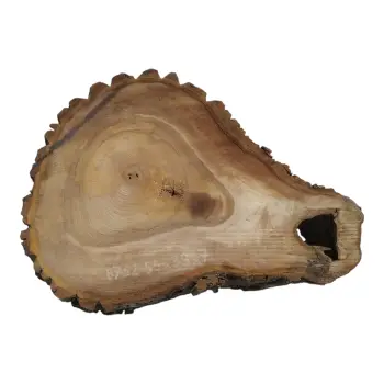 Plaster Orzecha Włoskiego 55x39x7cm