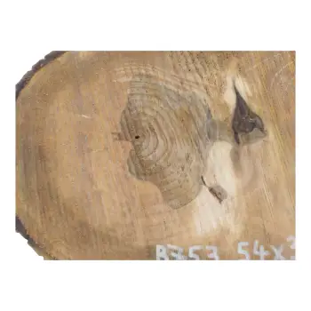 Plaster Orzecha Włoskiego 54x31x6cm