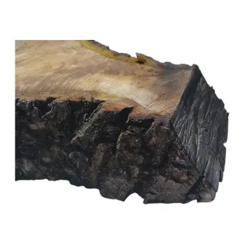 Plaster Orzecha Włoskiego 55x40x8cm