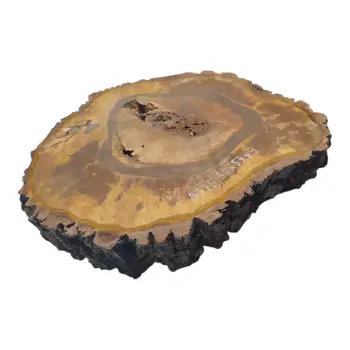 Plaster Orzecha Włoskiego 60x57x9cm