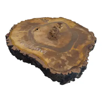 Plaster Orzecha Włoskiego 60x57x9cm