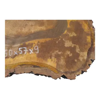 Plaster Orzecha Włoskiego 60x57x9cm