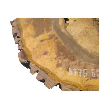 Plaster Orzecha Włoskiego 60x57x9cm