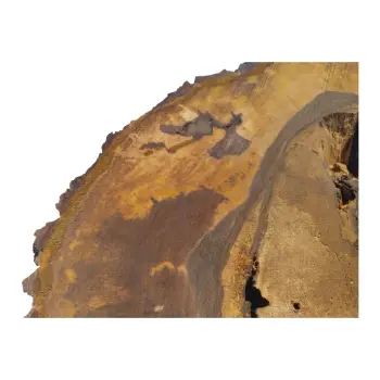 Plaster Orzecha Włoskiego 60x57x9cm