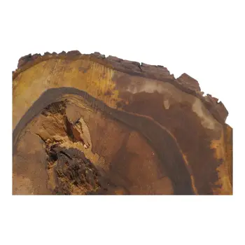 Plaster Orzecha Włoskiego 60x57x9cm