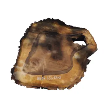 Plaster Orzecha Włoskiego 65x63x9cm