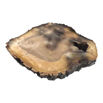 Plaster Orzecha Włoskiego 65x63x9cm