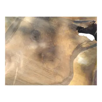 Plaster Orzecha Włoskiego 65x63x9cm