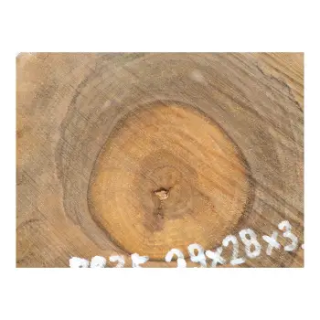 Plaster Orzecha Włoskiego 29x28x3,5cm