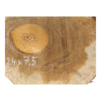 Plaster Orzecha Włoskiego 59x24x7,5cm