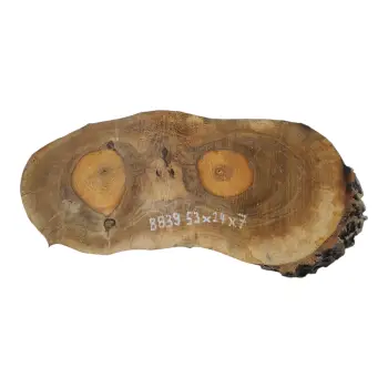 Plaster Orzecha Włoskiego 53x24x7cm