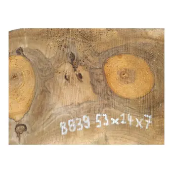 Plaster Orzecha Włoskiego 53x24x7cm