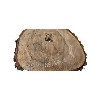 Plaster Orzecha Włoskiego 36x29x4cm