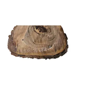 Plaster Orzecha Włoskiego 39x32x4cm