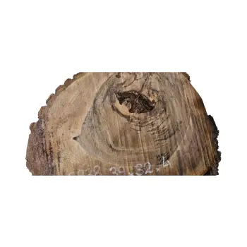 Plaster Orzecha Włoskiego 39x32x4cm