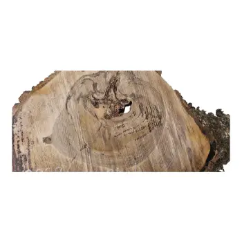 Plaster Orzecha Włoskiego 45x34x4cm