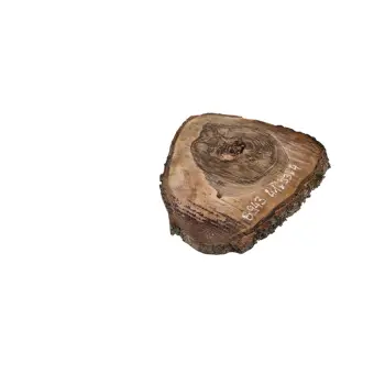 Plaster Orzecha Włoskiego 41x33x4cm