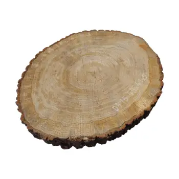 Plaster Dębowy 49x41x5cm Dąb