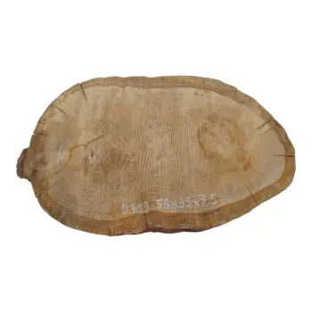 Plaster Dębowy 56x35x7,5cm Dąb