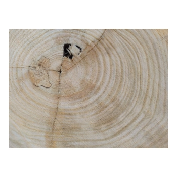 Plaster Czereśni 52x44x4cm