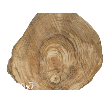 Plaster Orzecha Włoskiego 81x50x7cm