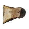 Plaster Orzecha Włoskiego 85x52x6cm
