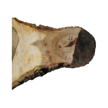 Plaster Orzecha Włoskiego 85x52x6cm