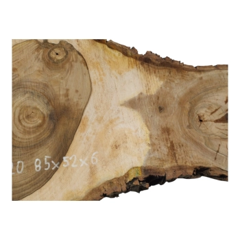 Plaster Orzecha Włoskiego 85x52x6cm