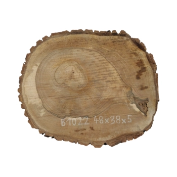 Plaster Orzecha Włoskiego 48x38x5cm