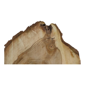 Plaster Orzecha Włoskiego 50x49x6cm